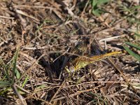 maudoc.com • Cardinale striato - Sympetrum striolatum •  IMG_3857a.jpg : Libellula