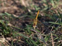 maudoc.com • Cardinale striato - Sympetrum striolatum •  IMG_3867.jpg : Libellula