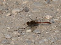 maudoc.com • Cardinale striato - Sympetrum striolatum •  IMG_4022.jpg : Libellula