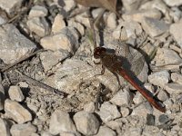 maudoc.com • Cardinale striato - Sympetrum striolatum •  IMG_4053.jpg : Libellula