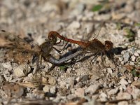 maudoc.com • Cardinale striato - Sympetrum striolatum •  IMG_4058.jpg : Libellula