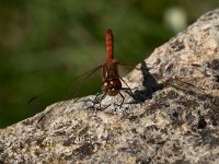 maudoc.com • Cardinale striato - Sympetrum striolatum •  IMG_4068.jpg : Libellula