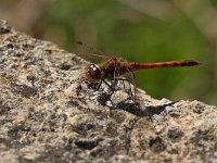 maudoc.com • Cardinale striato - Sympetrum striolatum •  IMG_4069.jpg : Libellula