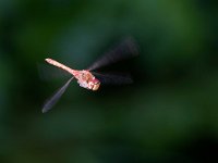 maudoc.com • Cardinale striato - Sympetrum striolatum •  IMG_4078.jpg : Libellula