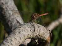 maudoc.com • Cardinale striato - Sympetrum striolatum •  IMG_4097.jpg : Libellula