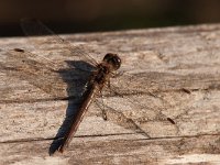 maudoc.com • Cardinale striato - Sympetrum striolatum •  IMG_4748.jpg