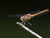 maudoc.com • Cardinale striato - Sympetrum striolatum •  IMG_7029.jpg : Libellula