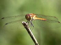 maudoc.com • Cardinale striato - Sympetrum striolatum •  IMG_7040.jpg : Libellula