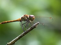 maudoc.com • Cardinale striato - Sympetrum striolatum •  IMG_7043.jpg : Libellula