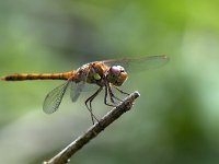 maudoc.com • Cardinale striato - Sympetrum striolatum •  IMG_7052.jpg : Libellula