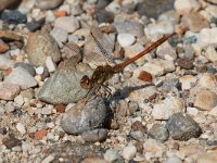 maudoc.com • Cardinale striato - Sympetrum striolatum •  IMG_8224.jpg : Libellula