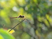 maudoc.com • Cardinale striato - Sympetrum striolatum •  IMG_9138.jpg : Libellula