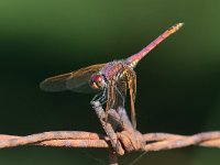 maudoc.com • Obelisco violetto - Trithemis annulata •  IMG_2933.jpg : Libellula