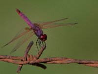 maudoc.com • Obelisco violetto - Trithemis annulata •  IMG_2991.jpg : Libellula