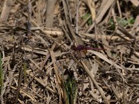 maudoc.com • Obelisco violetto - Trithemis annulata •  IMG_3486.jpg : Libellula