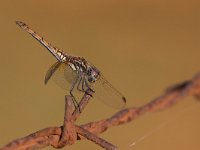 maudoc.com • Obelisco violetto - Trithemis annulata •  IMG_3496.jpg : Libellula