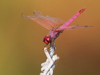 maudoc.com • Obelisco violetto - Trithemis annulata •  IMG_3511.jpg : Libellula