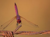 maudoc.com • Obelisco violetto - Trithemis annulata •  IMG_3512.jpg : Libellula