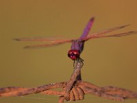 Obelisco violetto - Trithemis annulata