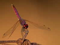 maudoc.com • Obelisco violetto - Trithemis annulata •  IMG_3535.jpg : Libellula