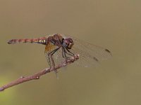 maudoc.com • Obelisco violetto - Trithemis annulata •  IMG_3711.jpg