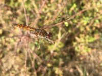 maudoc.com • Obelisco violetto - Trithemis annulata •  IMG_6006.jpg