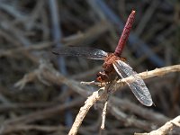 maudoc.com • Obelisco violetto - Trithemis annulata •  IMG_6844.jpg : Libellula