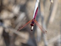 maudoc.com • Obelisco violetto - Trithemis annulata •  IMG_6881.jpg : Libellula