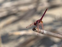 maudoc.com • Obelisco violetto - Trithemis annulata •  IMG_6905.jpg : Libellula