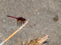 maudoc.com • Obelisco violetto - Trithemis annulata •  IMG_6919.jpg : Libellula