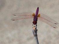 maudoc.com • Obelisco violetto - Trithemis annulata •  IMG_6921.jpg : Libellula