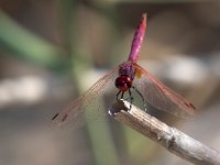 maudoc.com • Obelisco violetto - Trithemis annulata •  IMG_6950.jpg : Libellula