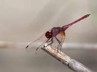 maudoc.com • Obelisco violetto - Trithemis annulata •  IMG_6954.jpg : Libellula