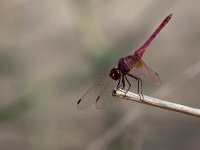 maudoc.com • Obelisco violetto - Trithemis annulata •  IMG_6967.jpg : Libellula