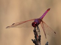 maudoc.com • Obelisco violetto - Trithemis annulata •  IMG_6973.jpg : Libellula