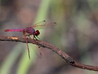 maudoc.com • Obelisco violetto - Trithemis annulata •  IMG_7003.jpg : Libellula