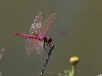 maudoc.com • Obelisco violetto - Trithemis annulata •  IMG_7696.jpg : Libellula