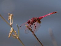 maudoc.com • Obelisco violetto - Trithemis annulata •  IMG_7716.jpg : Libellula