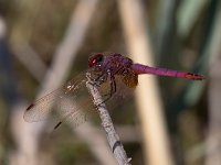 maudoc.com • Obelisco violetto - Trithemis annulata •  IMG_7730.jpg : Libellula