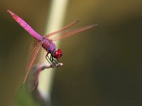 maudoc.com • Obelisco violetto - Trithemis annulata •  IMG_7842.jpg : Libellula