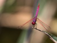 maudoc.com • Obelisco violetto - Trithemis annulata •  IMG_7857.jpg : Libellula