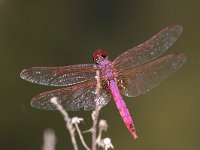 maudoc.com • Obelisco violetto - Trithemis annulata •  IMG_7868.jpg : Libellula