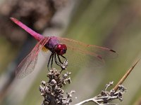 maudoc.com • Obelisco violetto - Trithemis annulata •  IMG_7933.jpg : Libellula