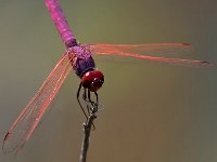 maudoc.com • Obelisco violetto - Trithemis annulata •  IMG_8017.jpg : Libellula