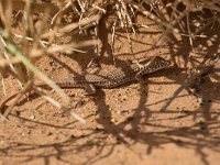 maudoc.com • Duméril's Fringe-fingered Lizard - Acanthodactylus dumerilii •  IMG_9869.jpg : Lucertola