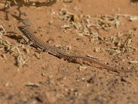 maudoc.com • Duméril's Fringe-fingered Lizard - Acanthodactylus dumerilii •  IMG_9874.jpg : Lucertola