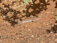 Duméril&#39;s Fringe-fingered Lizard - Acanthodactylus dumerilii