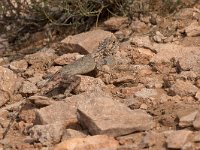 maudoc.com • Bibron's Agama - Agama impalearis •  IMG_8080.jpg : Agama