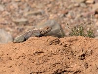 Bibron&#39;s Agama - Agama impalearis