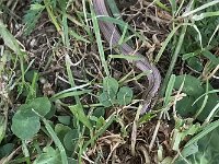 Italian Slow Worm - Orbettino italiano - Anguis veronensis